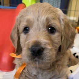Goldendoodle Puppies from Jasperdoodle.com