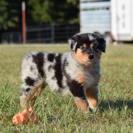 Dally - Blue merle female Australian Shepherd puppy in Stillwater, Oklahoma from Kennel de Fowler