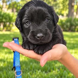 Blessed - Black female Labrador Retriever puppy in Baldwin City, Kansas from Hedge Lane Labradors