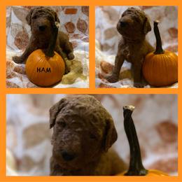 Boy 6 - Red  Poodle puppy in Knoxville, Tennessee from A Goldendoodle Dream