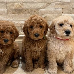 Goldendoodles from Texas Doodles