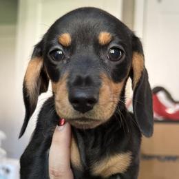 Dachshunds from Bayview Miniature Dachshunds