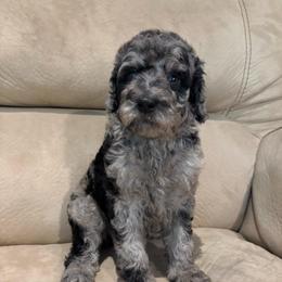 Marlin - Parti female Poodle puppy in Troy, New Hampshire from SP Standard Poodles