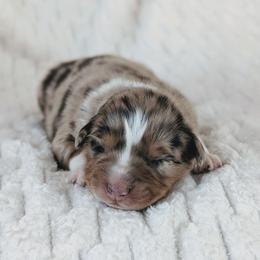 Boy 2 - Red merle male Australian Shepherd puppy in Yakima, Washington from Naches Heights Ranch