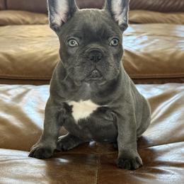 French Bulldog Puppies from Fiddyment Farm Frenchies