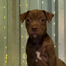 American Bully Puppies from TEXAS BULLY FAMILY