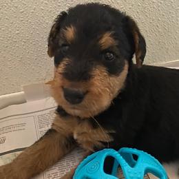 Boy 1 - Black and tan male Airedale Terrier puppy in Clyde, Ohio from Stillwaters Airedales