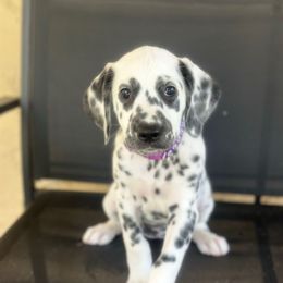 Purple collar female - White and black female Dalmatian puppy in Sacramento, California from Dream Dalmatians