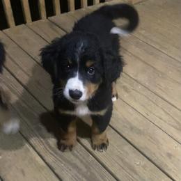 Raksha - Tri-color female Bernese Mountain Dog puppy in Rural Retreat, Virginia from Bernese Bunker