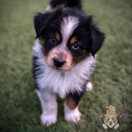 Cornbread - Black tri-color male Australian Shepherd puppy in Buena Vista, Colorado from Wigglebutts Unlimited