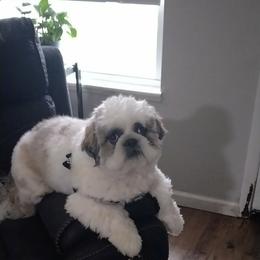 Poodle and Shih Tzu All Grown Up from PureBreedsKC