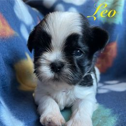 Leo - Black and white male Shih Tzu puppy in Hemet, California from Aloha Shih Tzu