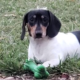Dachshunds from Long'd Fore Dachshunds