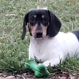 Dachshunds from Long'd Fore Dachshunds