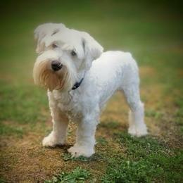 Brody - Miniature Schnauzer
