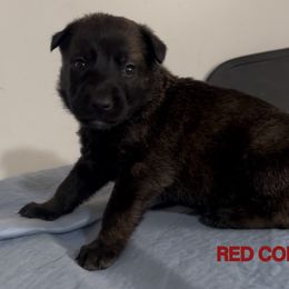 Red collar boy - male Dutch Shepherd puppy in Palmyra, Maine from Maine Working Dogs