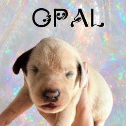 Opal - White and black male Dalmatian puppy in Bremen, Georgia from Clark’s Dalmatians