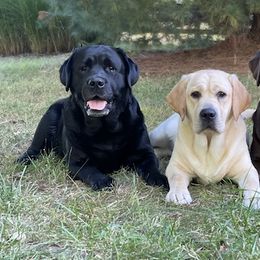 Labrador Retrievers from Trouvae Labradors