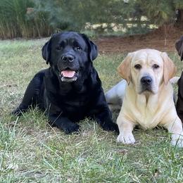 Labrador Retrievers from Trouvae Labradors
