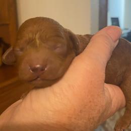 Rusty - Red male Cavapoo puppy in Sacramento, California from Pawsh Puppies
