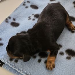 Boy 1 - Black and tan male Cavapoo puppy in Grayville, Illinois from Debs Doodles, Cavapoos, Cavadoodles