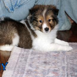 Pomsky, Shetland Sheepdog, and Toy Shetland Sheepdog Puppies from Mountain High Kennels