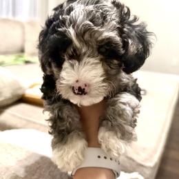 Merle Boy 2 - Merle male Cockapoo puppy in Saginaw, Texas from Pawcious Doodles