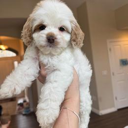 Sweet Pea - Red and white female Cockapoo puppy in Bountiful, Utah from EasyBreezyDoodles