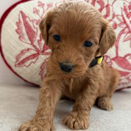 Yellow collar girl - Red  female Goldendoodle puppy in Ridgewood, New Jersey from Jessie’s Doodles