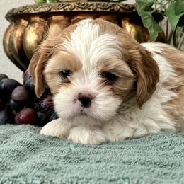 William - Blenheim male Cavatzu puppy in Oklahoma from Rocky Oak Cavaliers & Biewer Terriers LLC