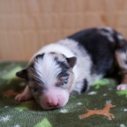 Australian Shepherd Puppies from River Run Australian Shepherds