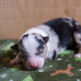 Australian Shepherd Puppies from River Run Australian Shepherds