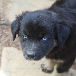 Australian Shepherd Puppies from Moss' Cross Creek Aussie’s