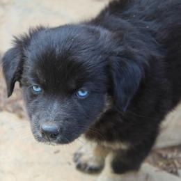 Australian Shepherd Puppies from Moss' Cross Creek Aussie’s