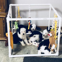 Old English Sheepdog Puppies from Bumblebears Old English Sheepdogs