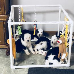 Old English Sheepdog Puppies from Bumblebears Old English Sheepdogs