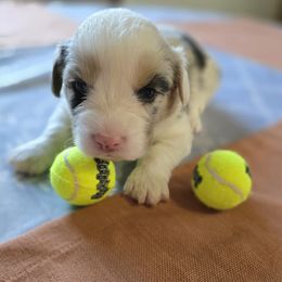 Cardigan Welsh Corgi Puppies from Savage Family Farm