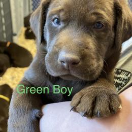 Labrador Retriever Puppies from North Star Retrievers