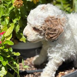 Cream Boy - Cream male Goldendoodle puppy in Colorado Springs, Colorado from Pikes Peak Doodles