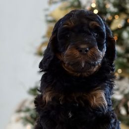 Phantom Boy - Phantom Bernedoodle puppy in Bountiful, Utah from Perfect Pup Doodles