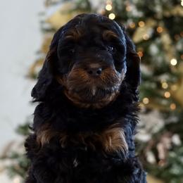 Phantom Boy - Phantom Bernedoodle puppy in Bountiful, Utah from Perfect Pup Doodles