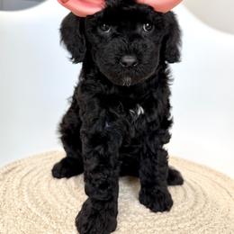 K-Peach - Black female Goldendoodle puppy in Lewisville, Texas from Texas Goldendoodle Lovers