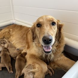 Golden Retriever puppies from Brinton Goldens