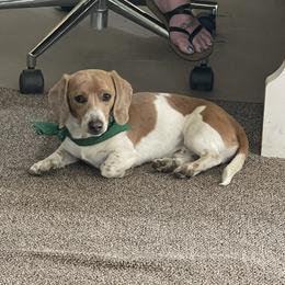 Remy - Dachshund
