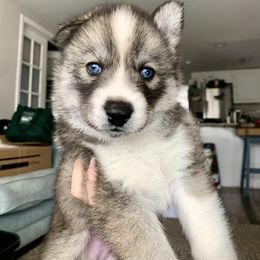 Siberian Husky Puppies from SoFlo Siberians
