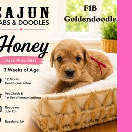 1400.00 Honey: Dark Pink Collar - Apricot female Goldendoodle puppy in Raceland, Louisiana from Cajun Doodles