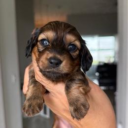 Monaco-3800 - Red female Dachshund puppy in Winter Haven, Florida from Dreamwork Dachshunds