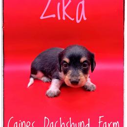 Zika - Piebald female Dachshund puppy in Cincinnati, Ohio from Caines Dachshund Farm