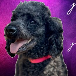 German Shepherds and Poodles from Wolves Den Ranch