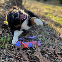 Australian Shepherd Puppies from Copper Top Aussies